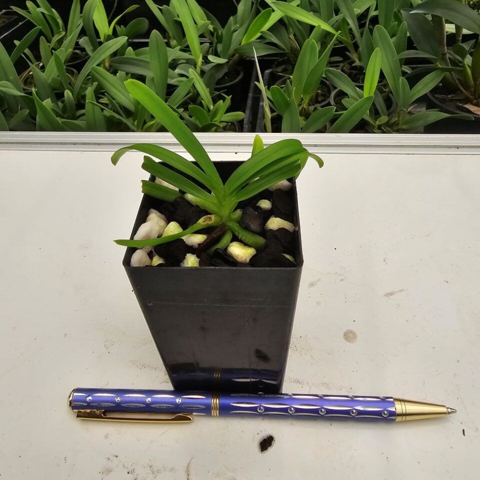 Rhynchostylis coelistis - Image 2