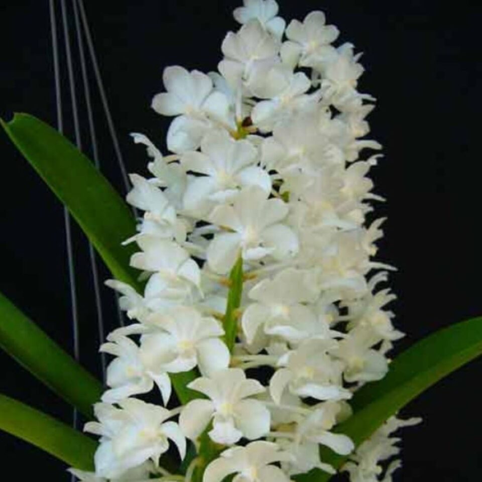 Rhynchostylis coelistis var alba