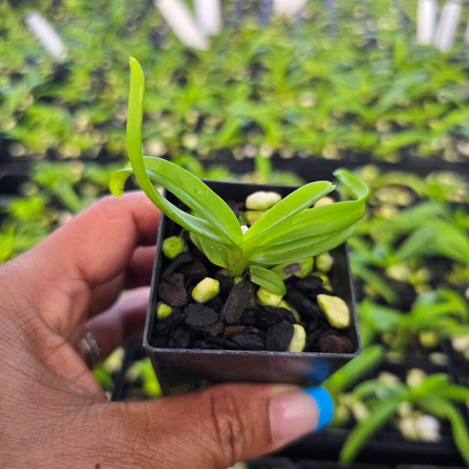 Rhynchostylis coelistis var alba - Image 2