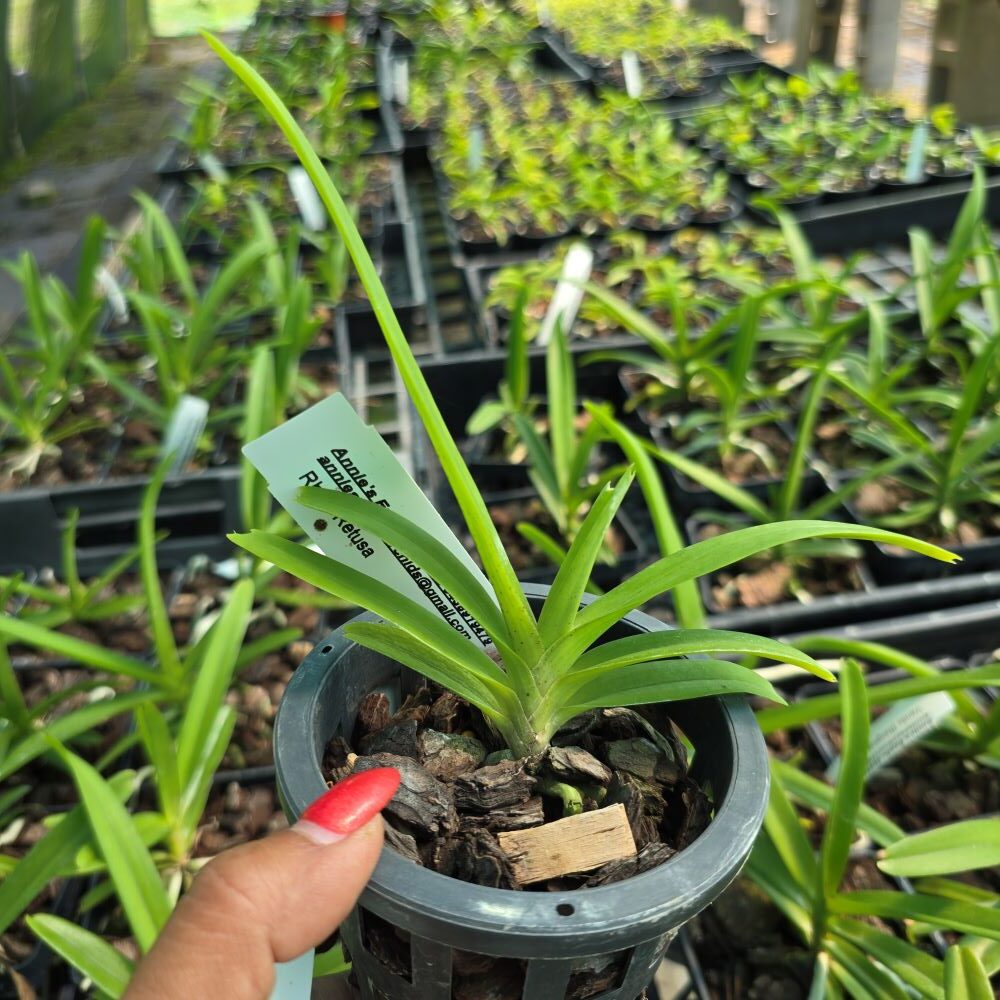 Rhynchostylis retusa - Image 2