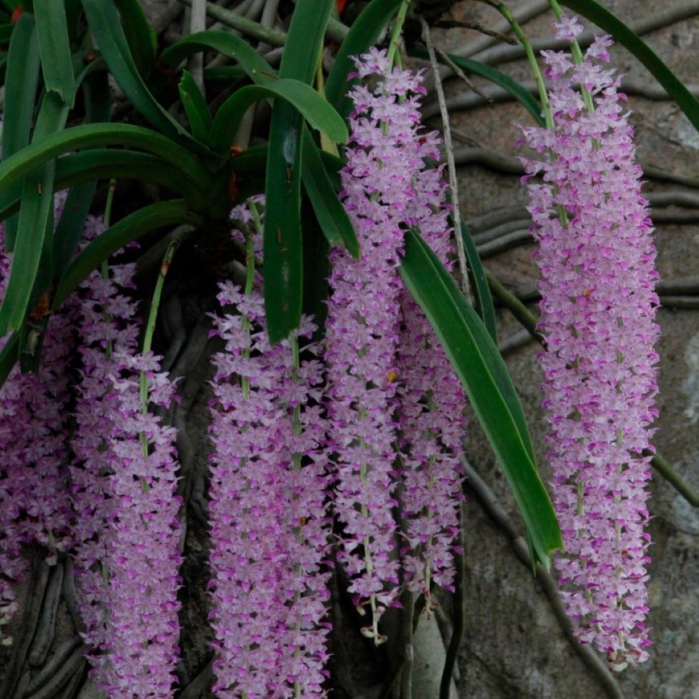 Rhynchostylis retusa