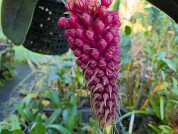Robiquetia cerina 'Red'