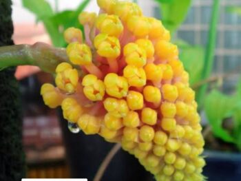 Robiquetia orchids