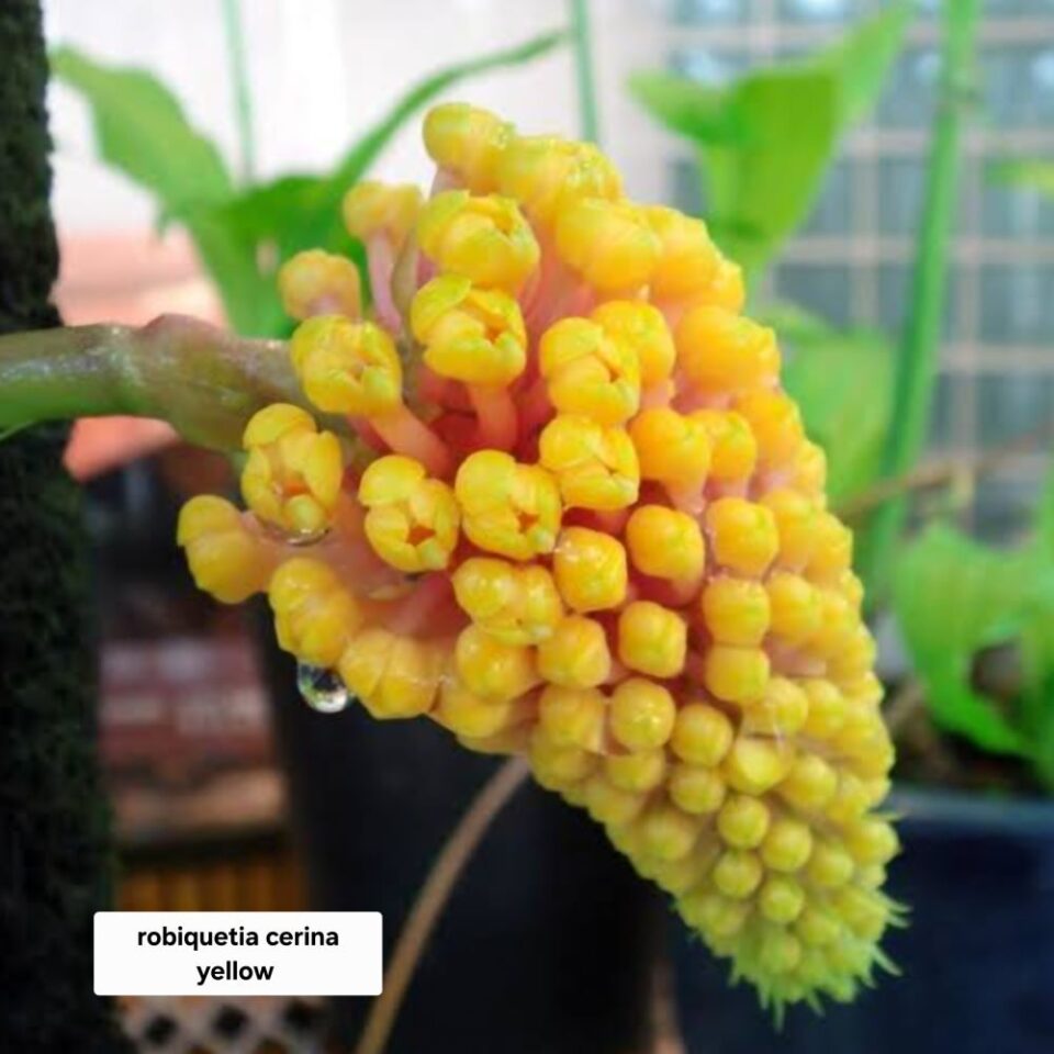 Robiquetia cerina yellow