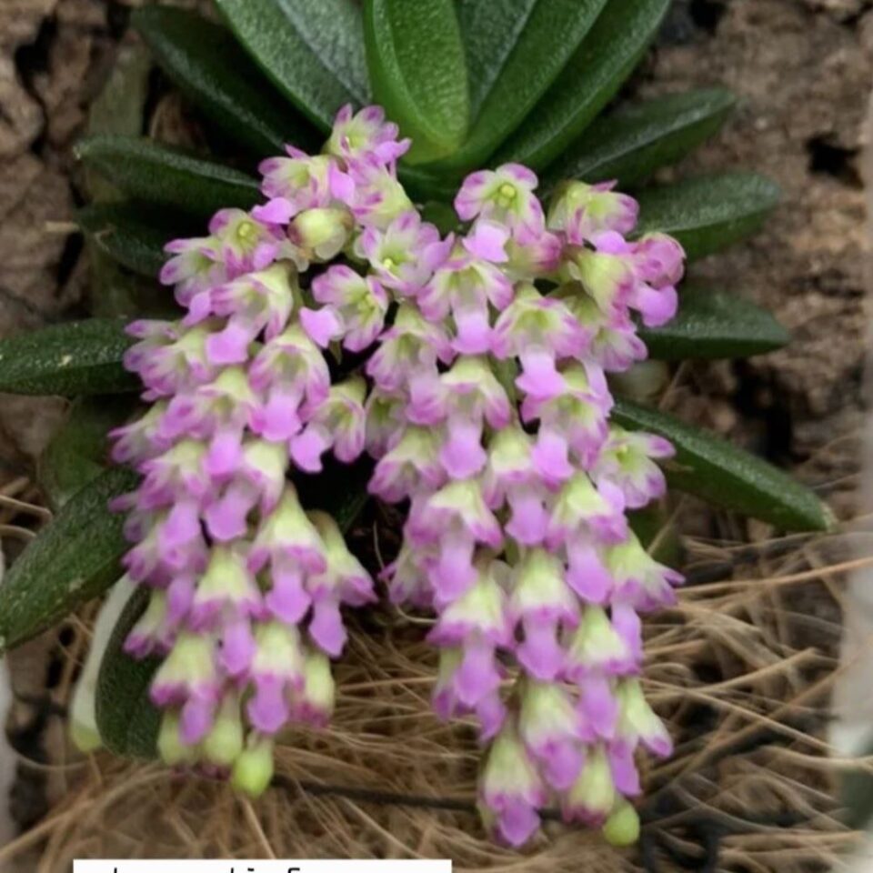 Schoenorchis fragrans (Miniature)