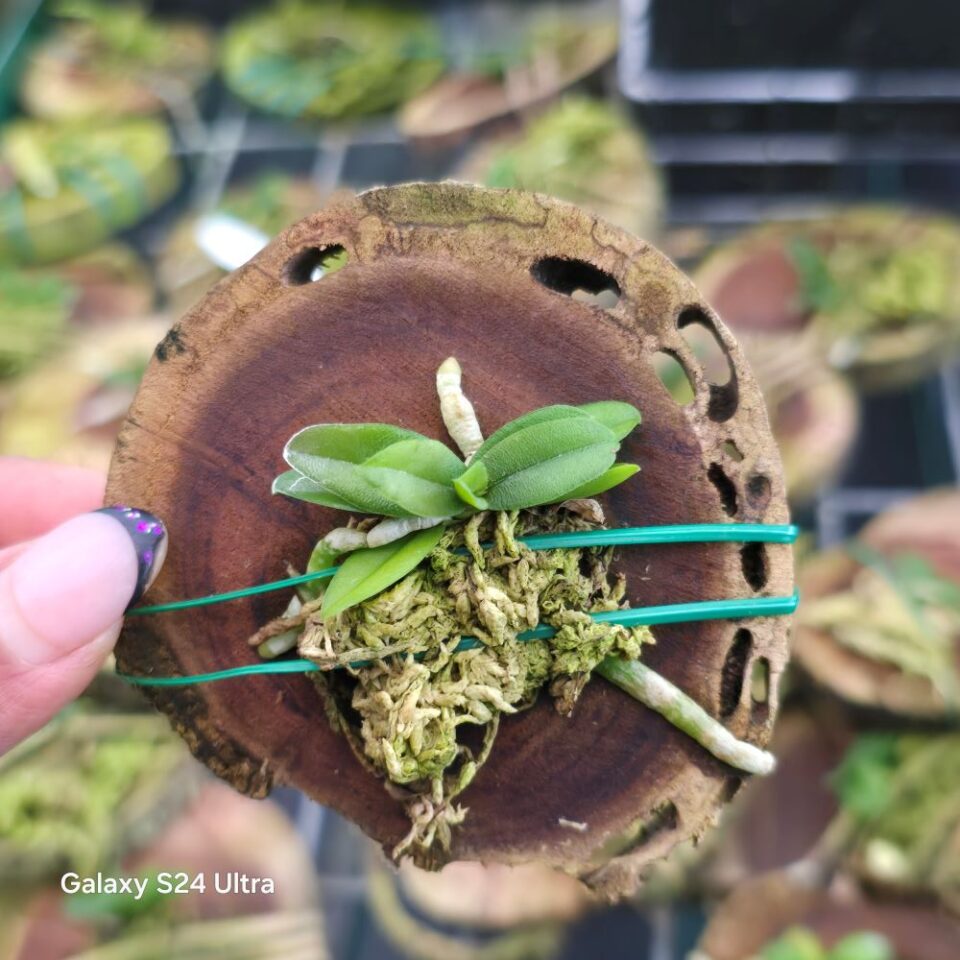 Schoenorchis fragrans (Miniature) - Image 2