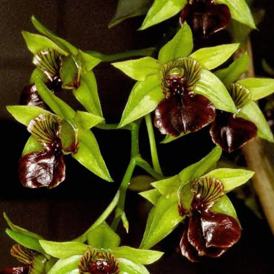 Dendrobium convulatum