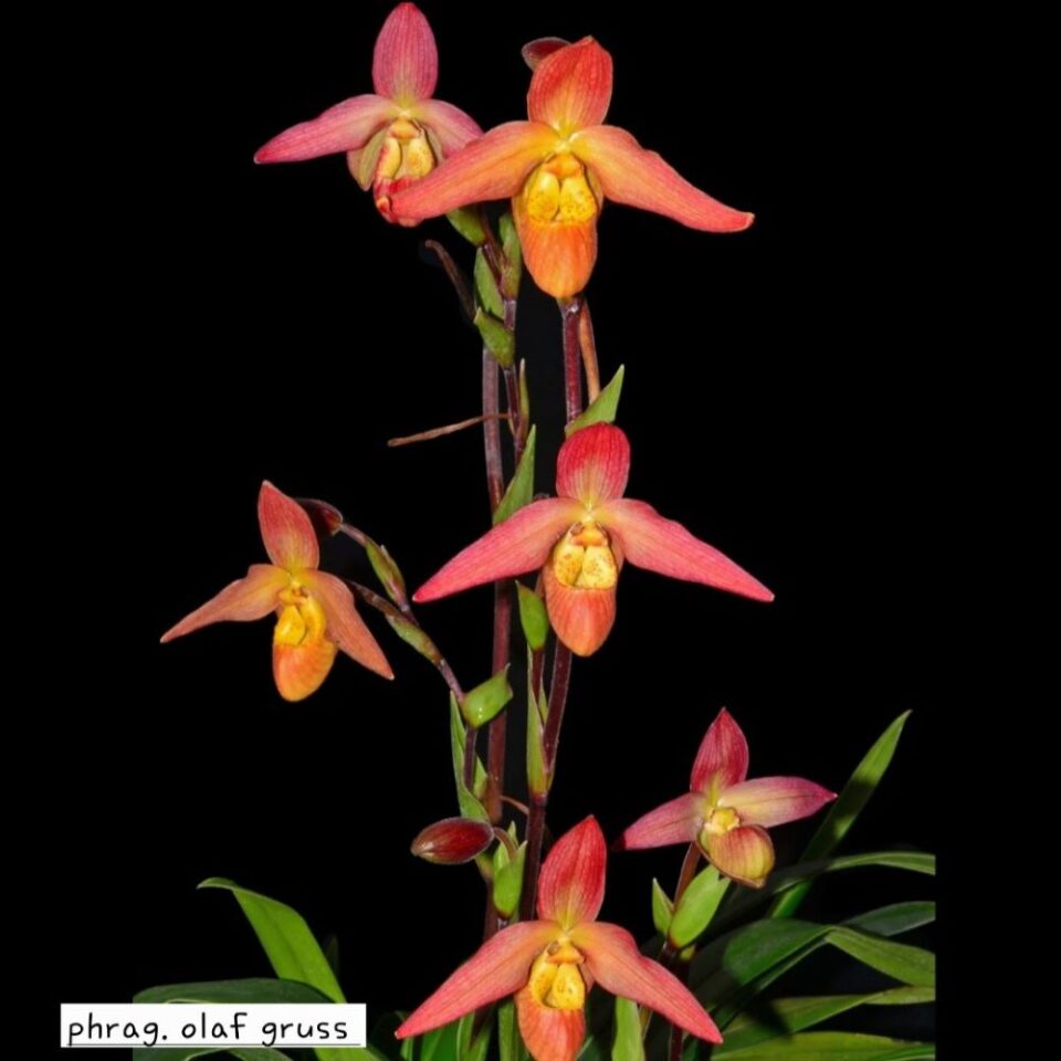 Phragmipedium olaf gruss