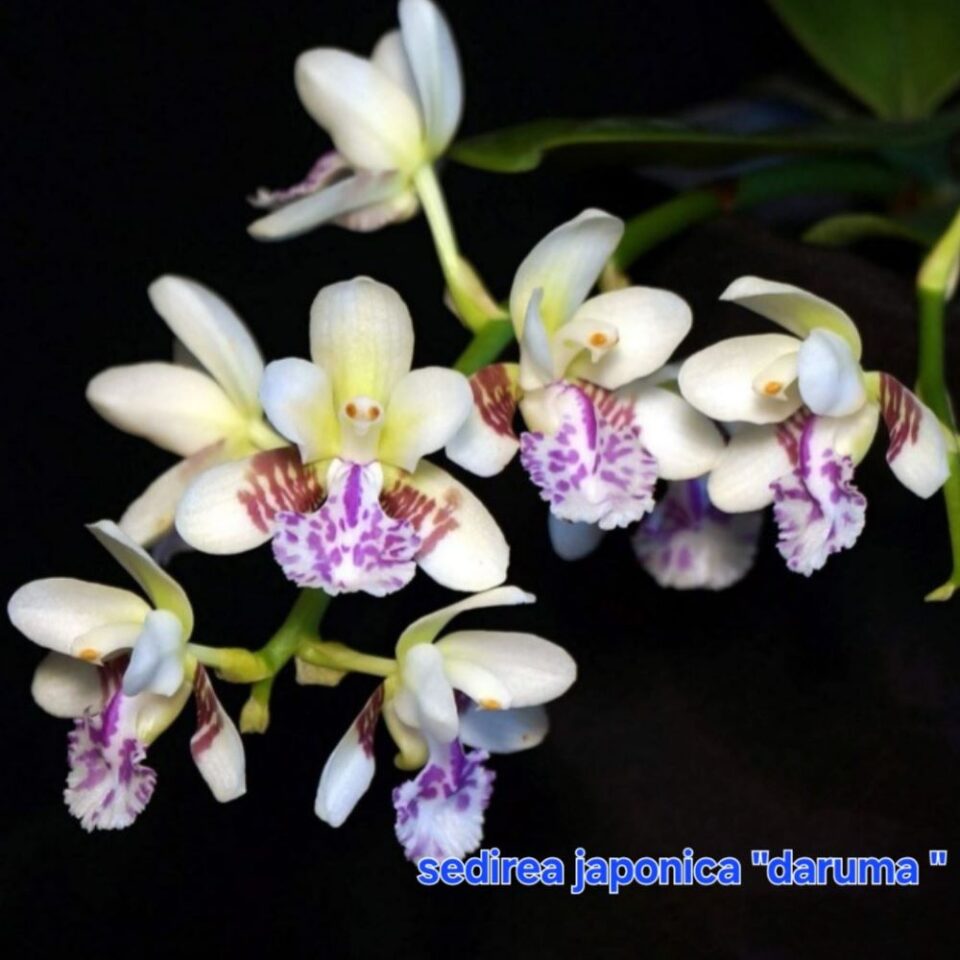 Sedirea Japonica