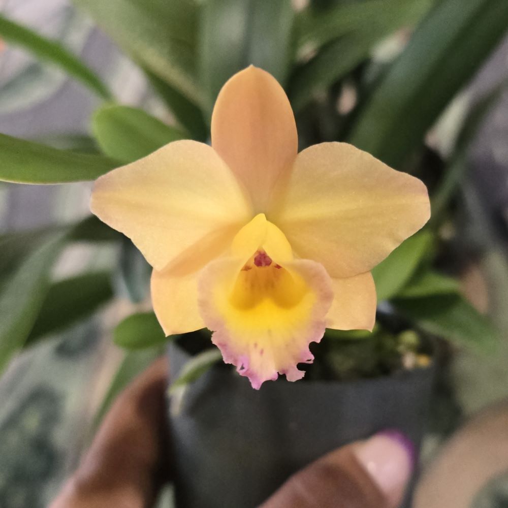 Sl. Itsy Bitsy 'Diamond orchids '