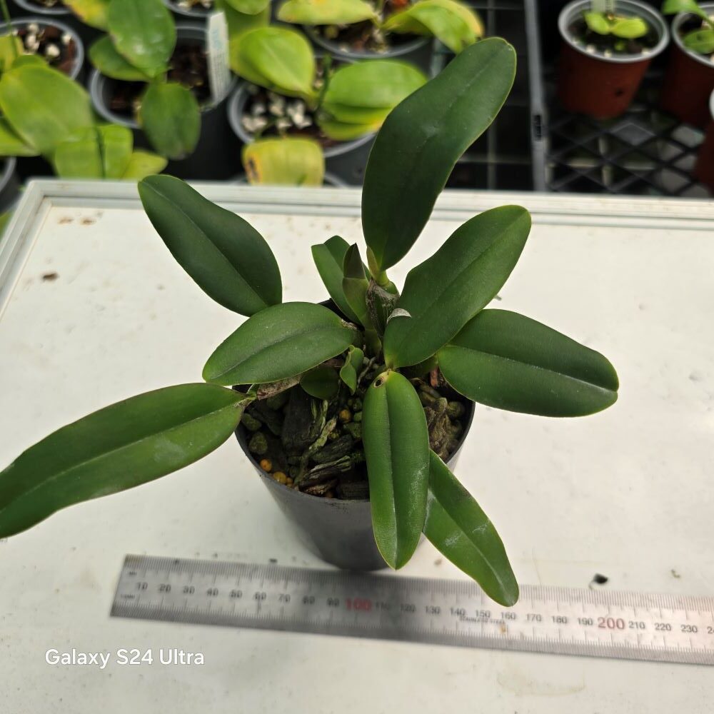Sl. Itsy Bitsy 'Diamond orchids ' - Image 2