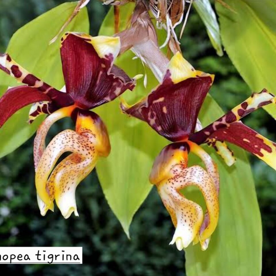 Stanhopea tigrina