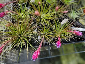Air Plants
