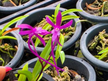 Vanda ( neofinetia) falcata "magenta dream x magenta queen"