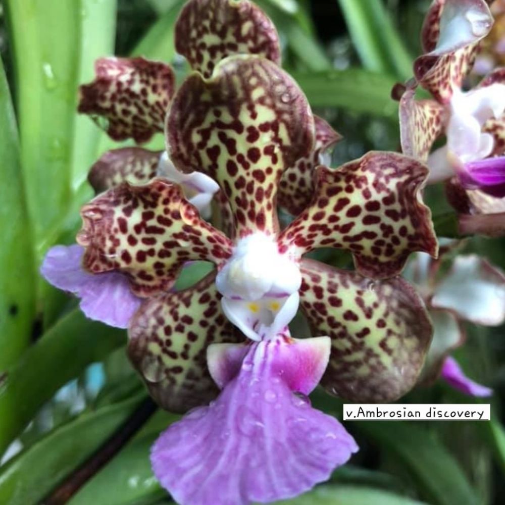 Vanda Sanderiana x V. Ambrosian discovery - Image 2