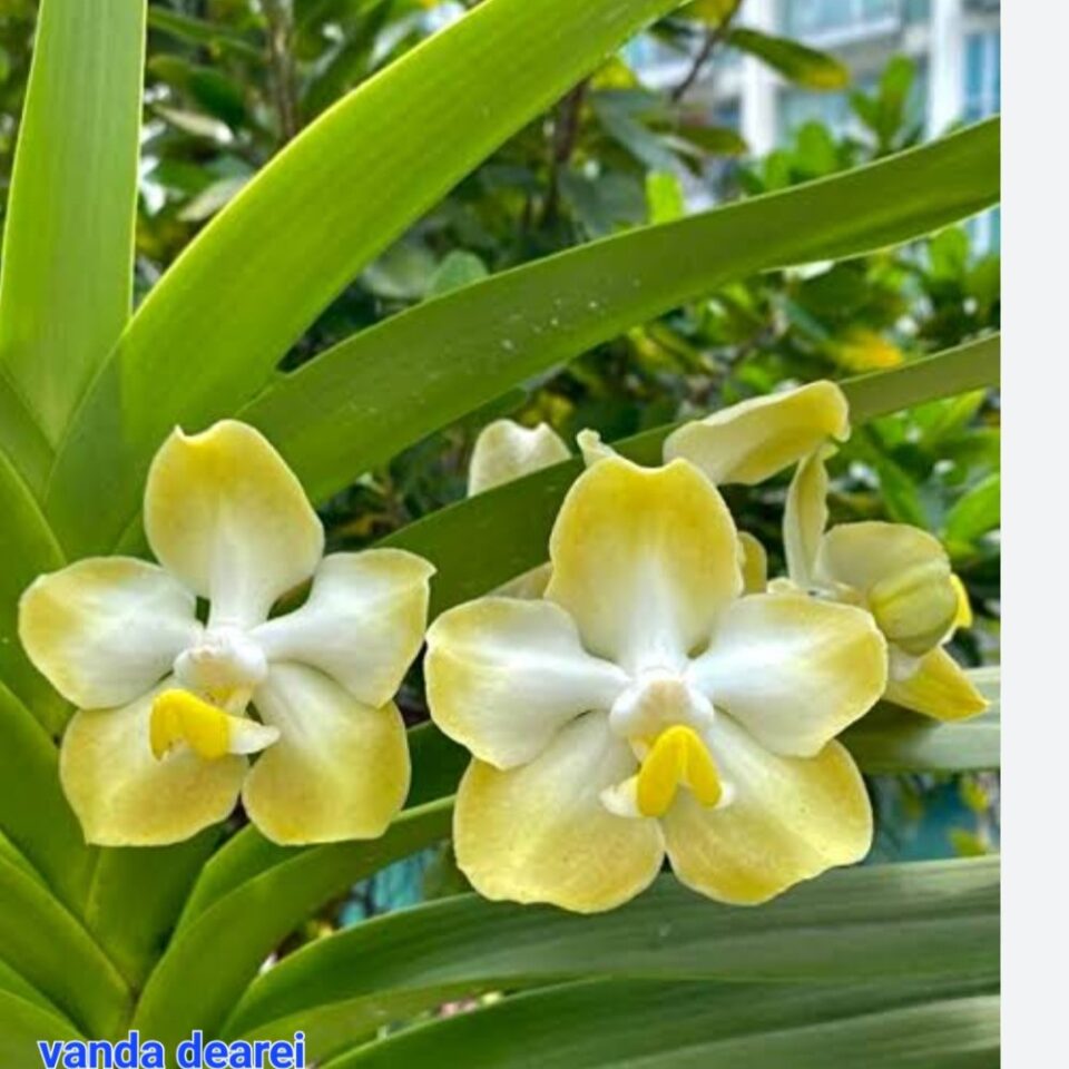 Vanda dearei