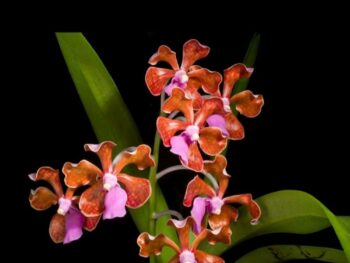 Vanda Limbata