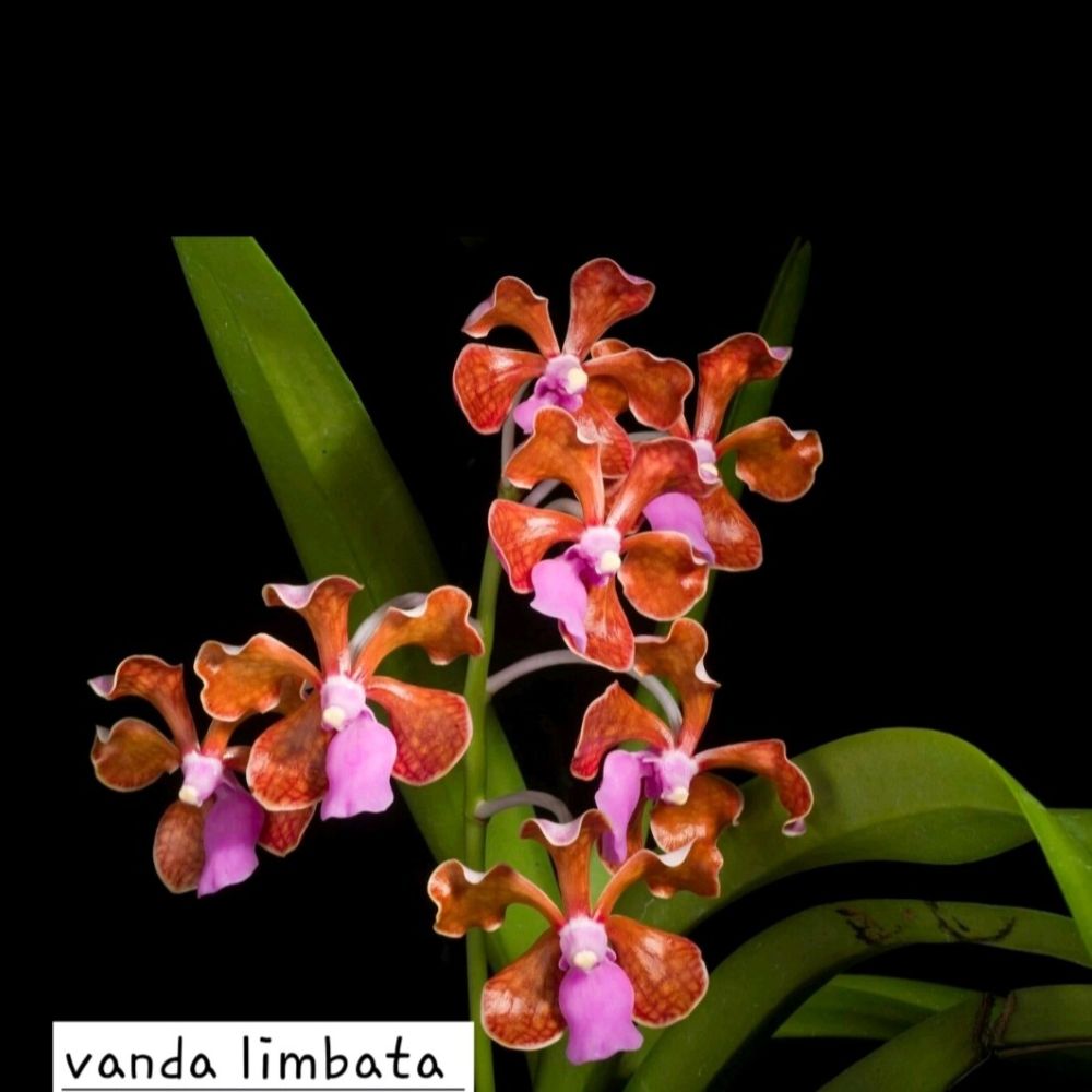 Vanda Limbata
