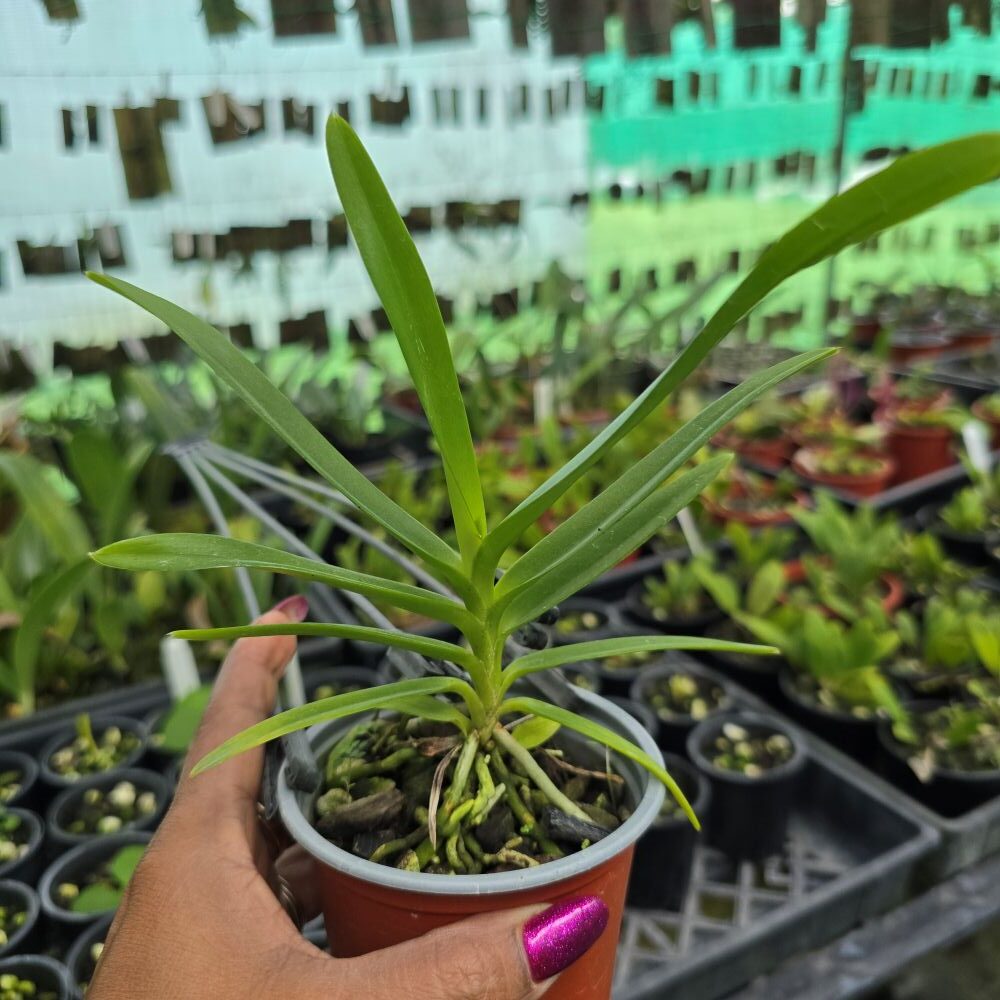 Vanda Limbata - Image 2