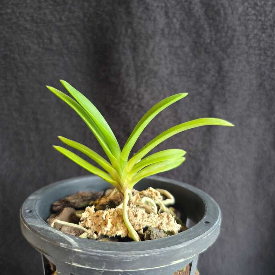 Vanda ( neofinetia) falcata - Image 2