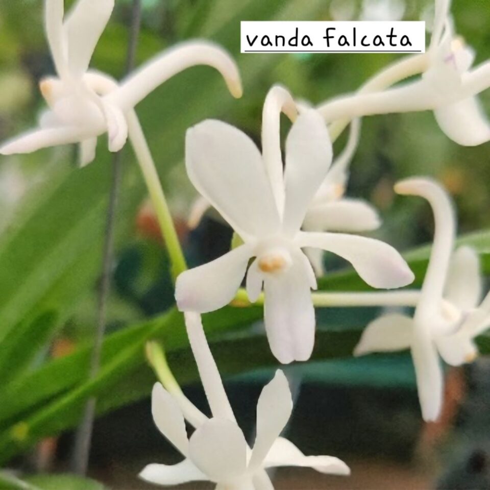 Vanda ( neofinetia) falcata