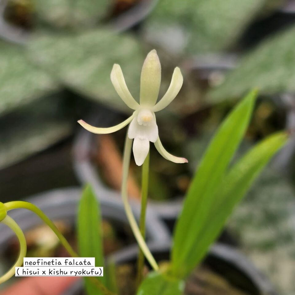Vanda (neofinetia) falcata (hisui x kishu ryokufu)