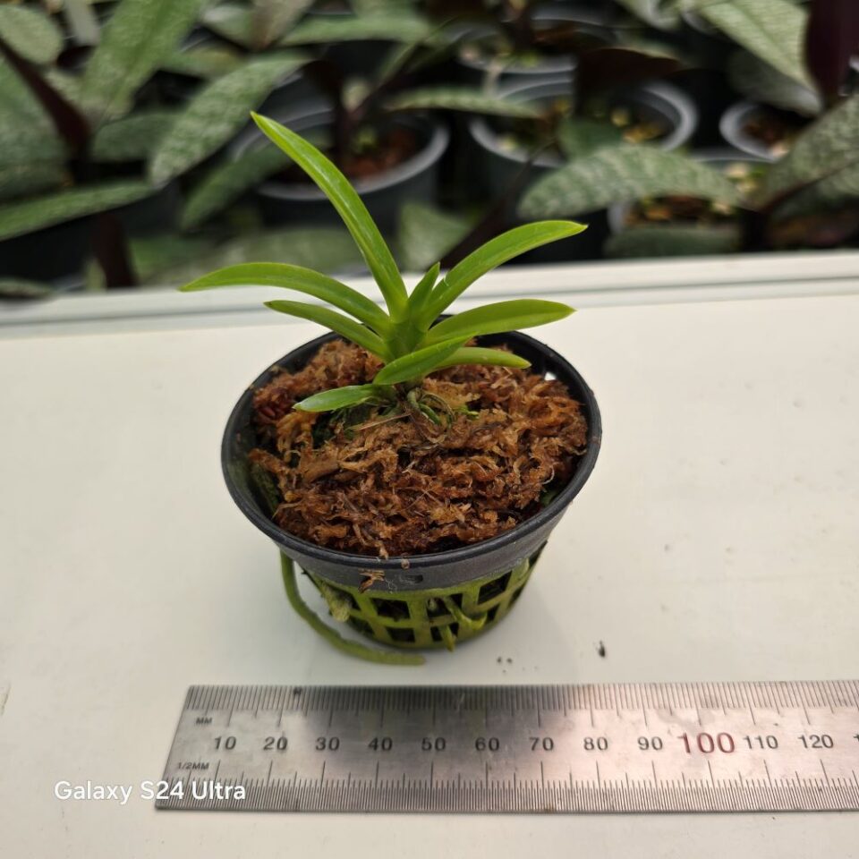 Vanda (neofinetia) falcata (hisui x kishu ryokufu) - Image 2
