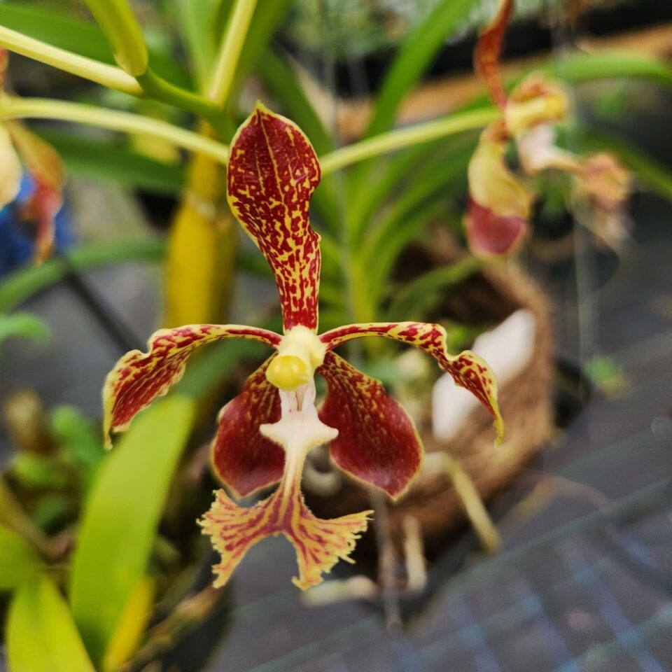 Vanda roeblingiana