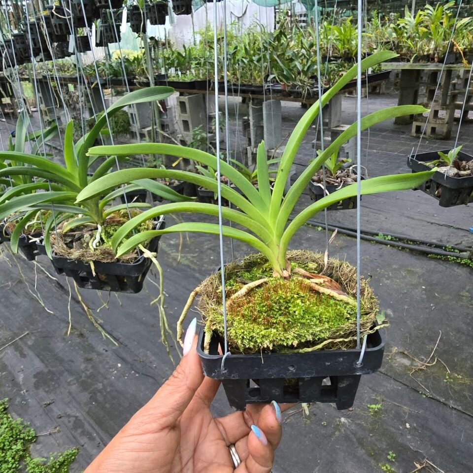 Vanda roeblingiana - Image 2