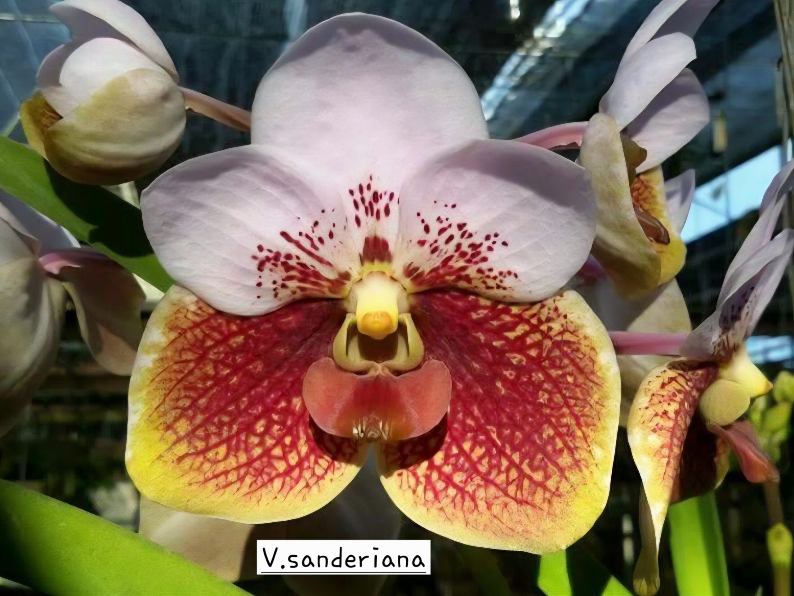 Vanda Sanderiana x V. Ambrosian discovery