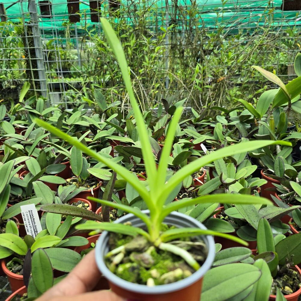 Vanda Sanderiana x V. Ambrosian discovery - Image 3