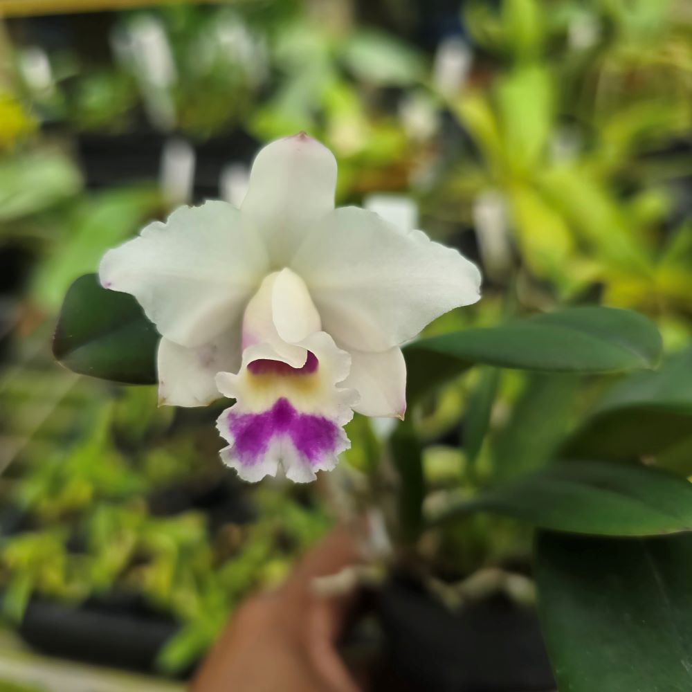 cattleya luteola x alaorii