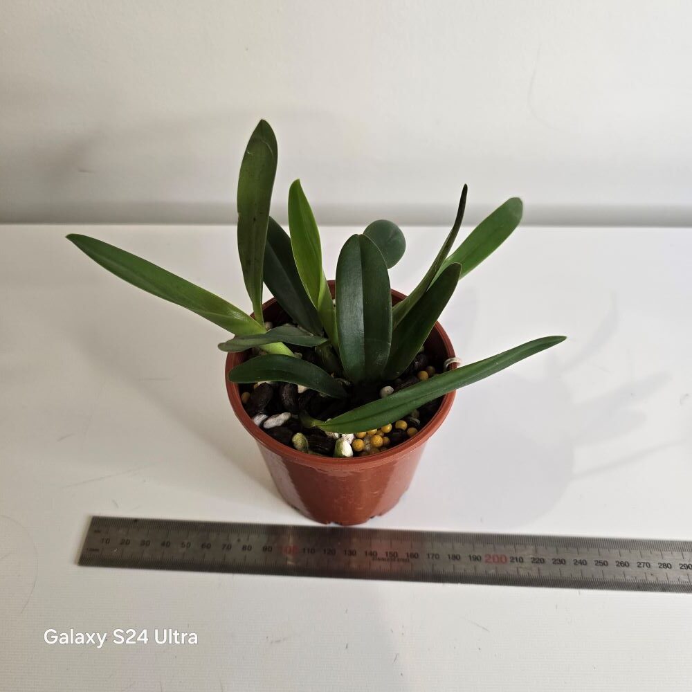 cattleya luteola x alaorii - Image 2