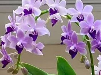 Phalaenopsis Tzu chiang sapphire