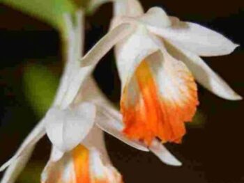 Dendrobium Chapaense