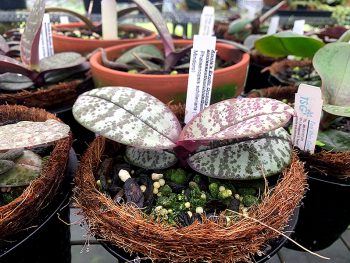 Orchid Care