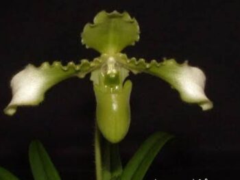 Paphiopedilum esquirolei frm album
