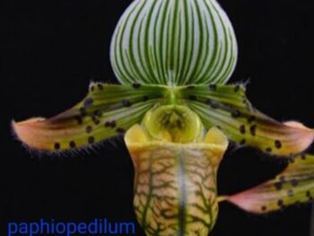 Paphiopedilum venustum