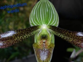 Paphiopedilum wardii