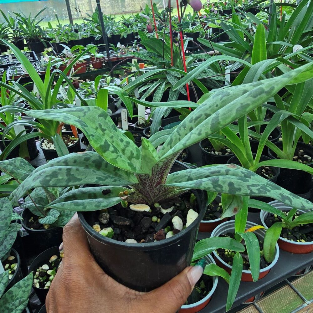 Paphiopedilum wardii - Image 2