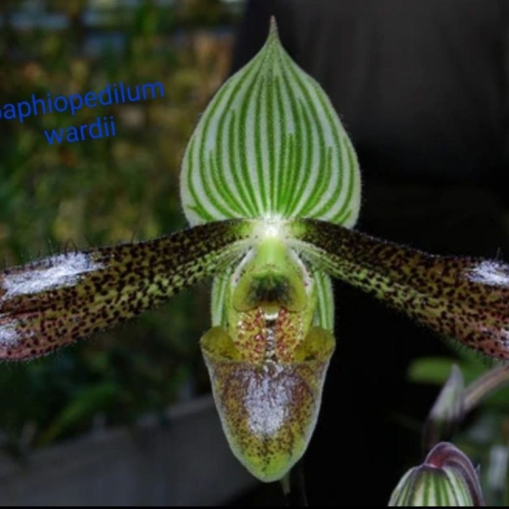 Paphiopedilum wardii