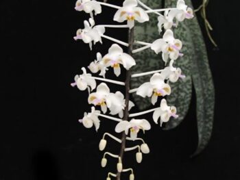 Phalaenopsis Celebensis x equestris f. peloric