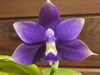 Phalaenopsis Violacea f. indigo x Venosa