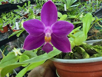 Phalaenopsis violacea indigo jiaho 'select'