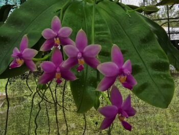 Phalaenopsis Violacea Sumatrana 4n x Penang girl 'blood Red'#3