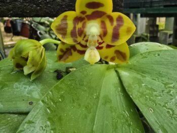 Phalaenopsis Ya-Yi Qin x Ks Red Chery John
