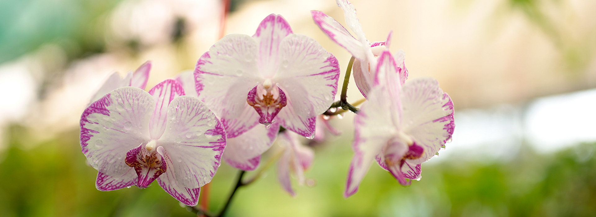 Orchids Grown In Kuranda