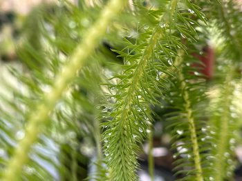 Tassel Ferns