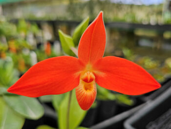 Phragmepediums Orchids