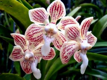 Vanda Orchids